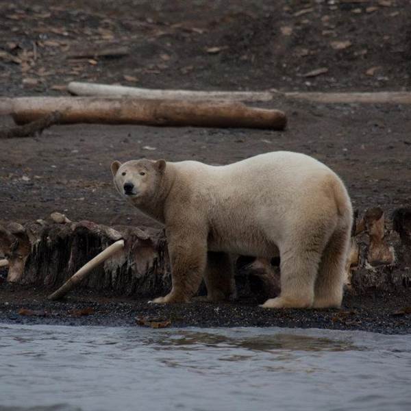 Isole Svalbard | Norvegia - Orso polare | Foto di Richard Sidey