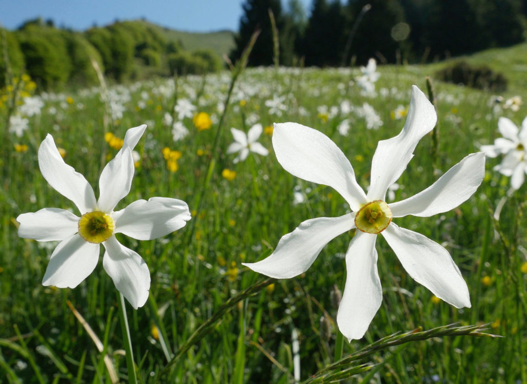 risveglio di primavera