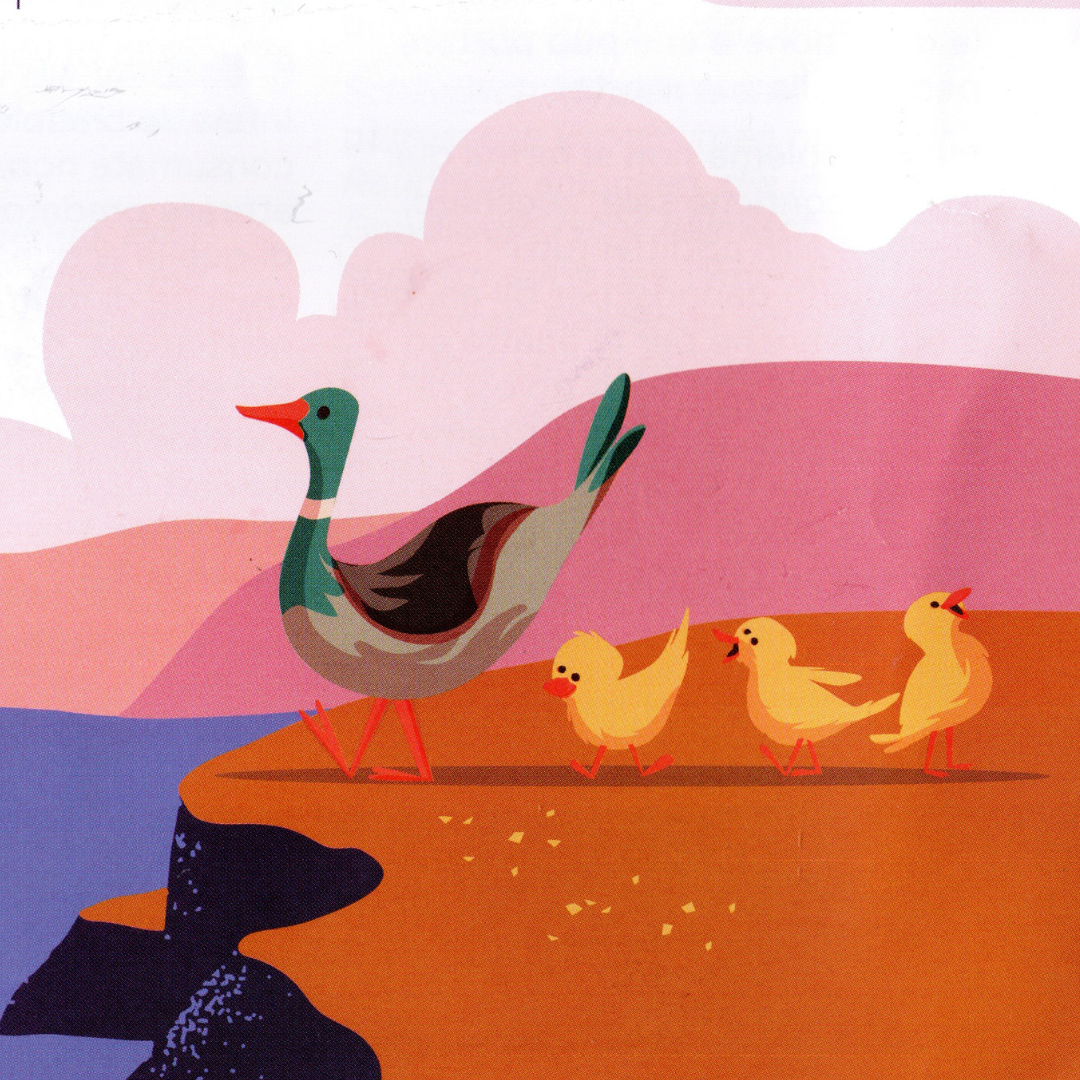 Ducks of Lake Garda: Why Not Feed Them