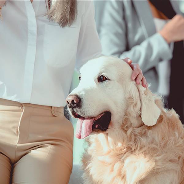 Animali nel luogo di lavoro: dall'idea alla progettazione