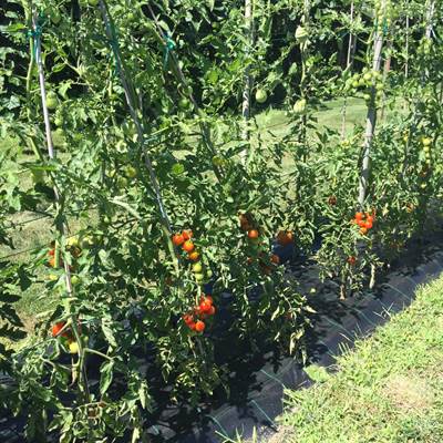 La stagione dei pomodoro