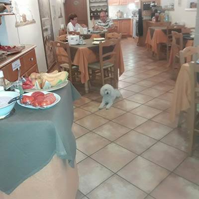 Pepe in attesa della sua colazione ...