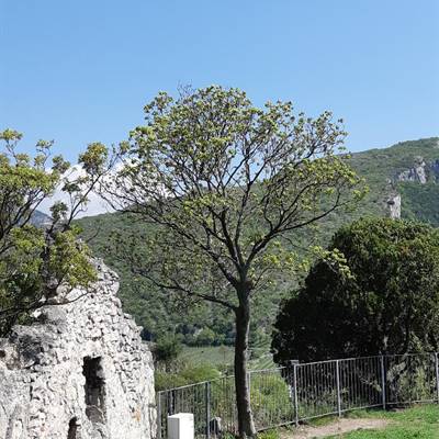 Castel Penede