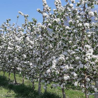 Meleti fioriti a Pratosaiano