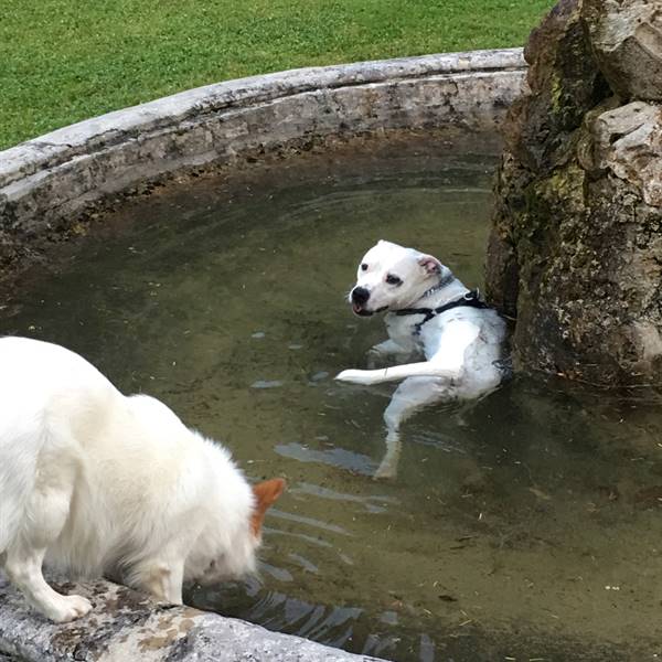 we might have found a doggy pool 😊