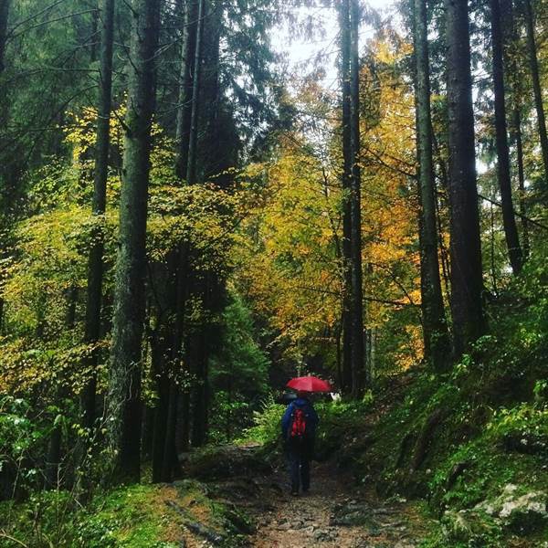 Passeggiare nel bosco