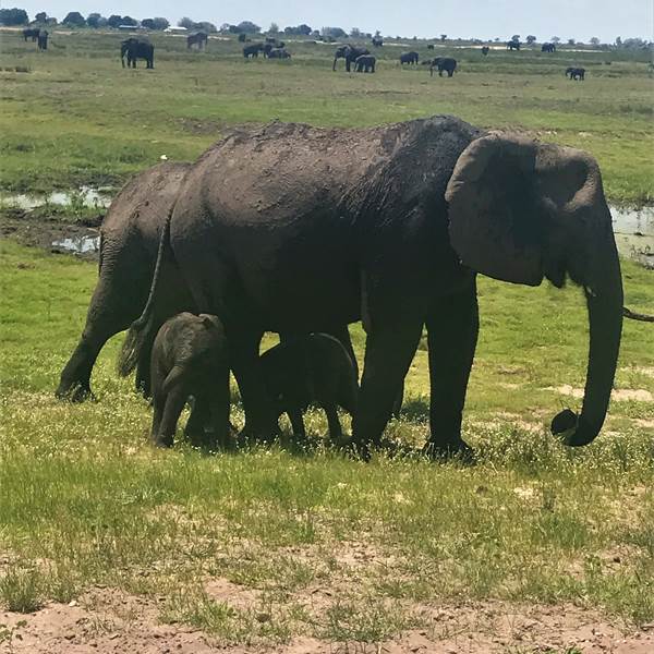 Botswana | Elefanti nel Parco Chobe |