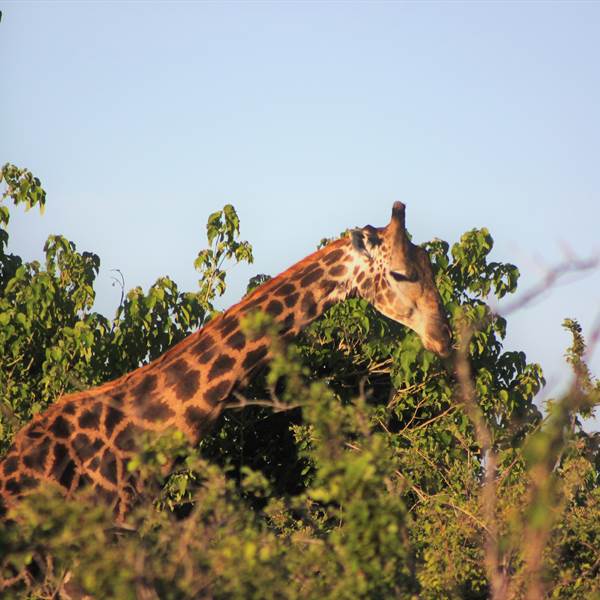 Botswana | Giraffa nel Parco Chobe |