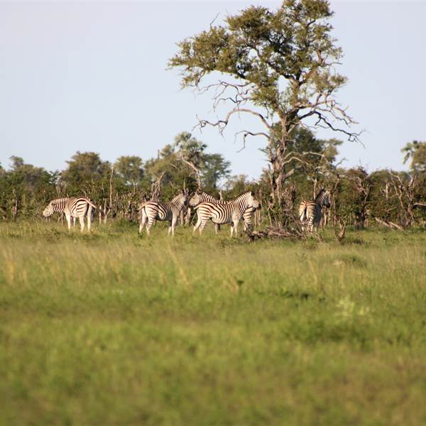 Botswana | Zebre nel Parco Chobe |