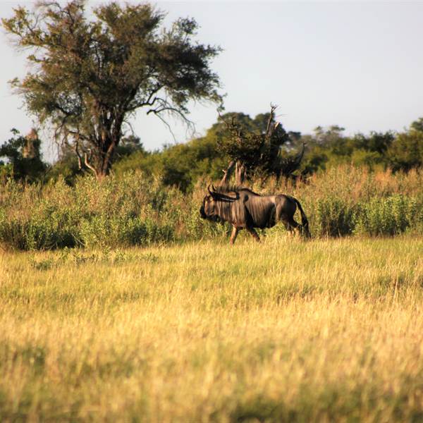 Botswana | Gnu blu nel Parco Chobe |