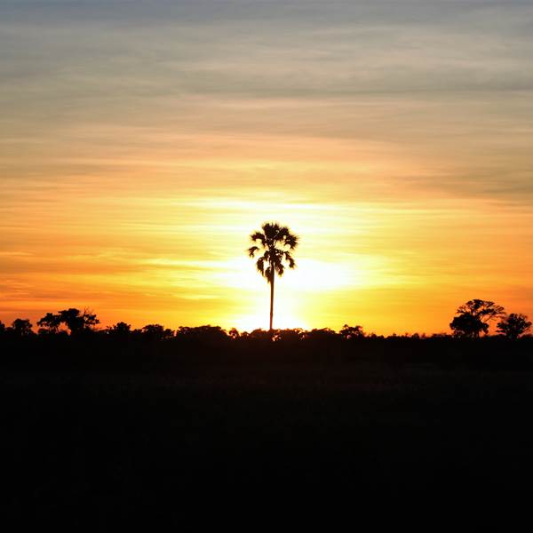 Botswana | Parco Chobe |
