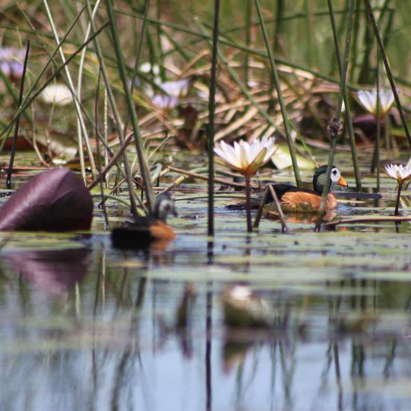 Botswana | Delta dell'Okavango |