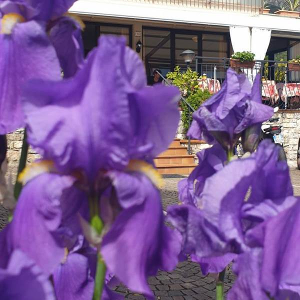 Iris Blumen... Villa Grazia