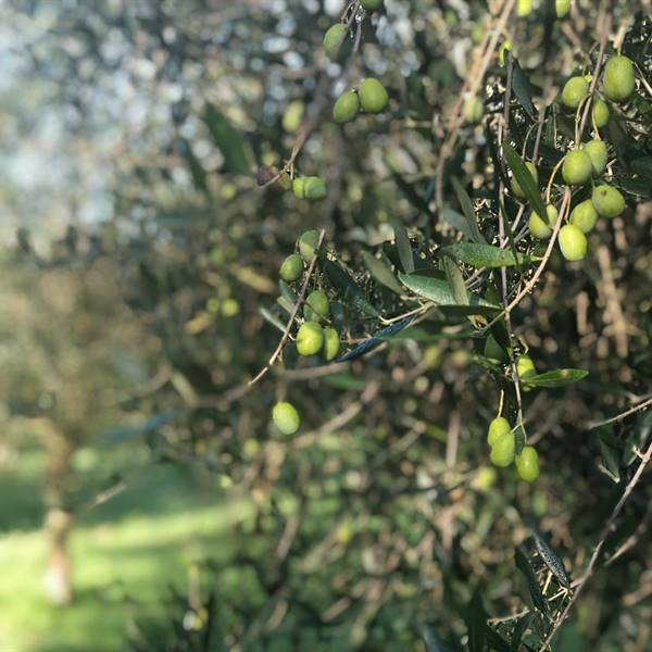 le nostre olive