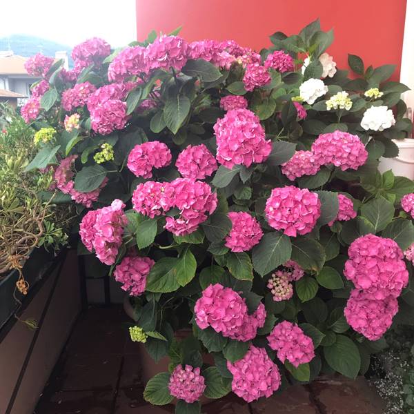 ortensie 2019