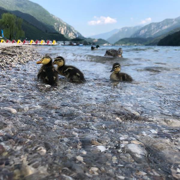 Gallery | Albergo Pieve | acqua cristallina, cielo azzurro...il tempo che si ferma...e le paperelle ...