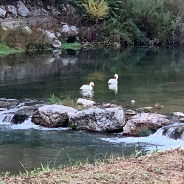 Cigni sul Fiume Sarca