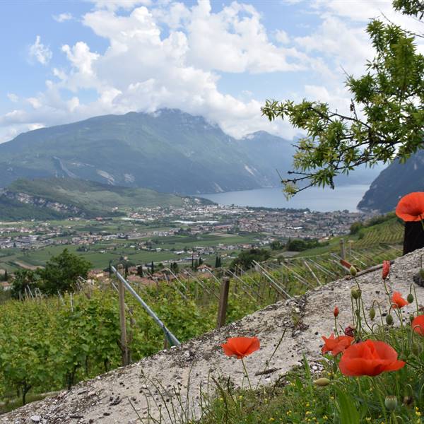 panorama con papaveri
