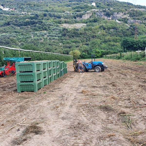 Gallery - Giornata di raccolta patate 🥔🥔