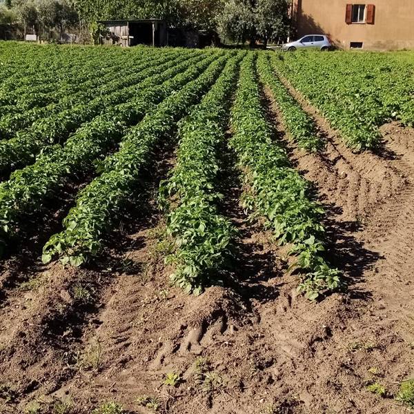 Gallery - crescono bene le nostre patate