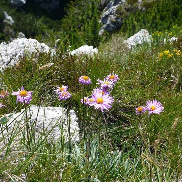 Camping al Lago - Valle di Ledro - Trentino