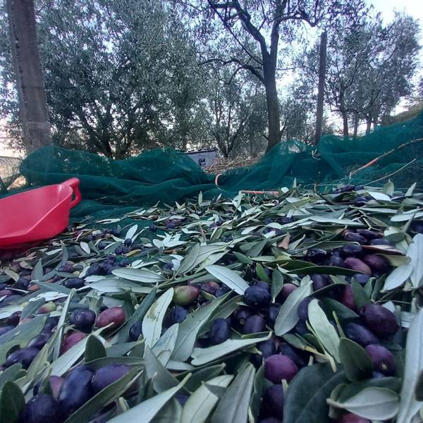 Raccolta delle olive