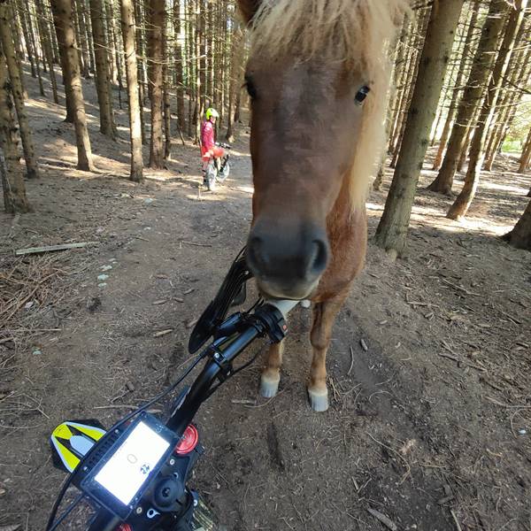 Quanti cavalli fa la tua moto?