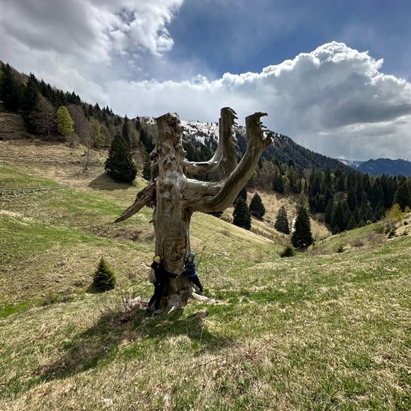Gallery | Albergo Pieve | abbraccio Mr. Albero Solitario a Malga Trat