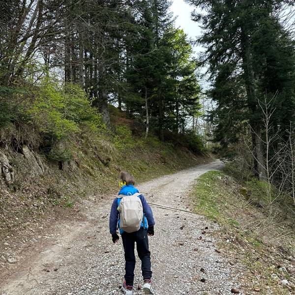 Gallery | Albergo Pieve | passeggiata nel bosco verso Rifugio Pernici