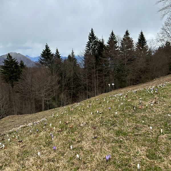 Gallery | Albergo Pieve | fiorellini che sbocciano 🥰 Malga Trat