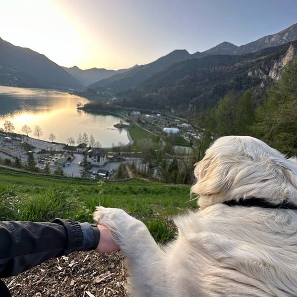 Gallery - passeggiata con il tuo amico a quattro zampe 🐾