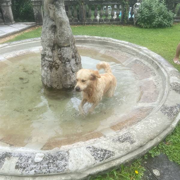the new doggy pool 2024