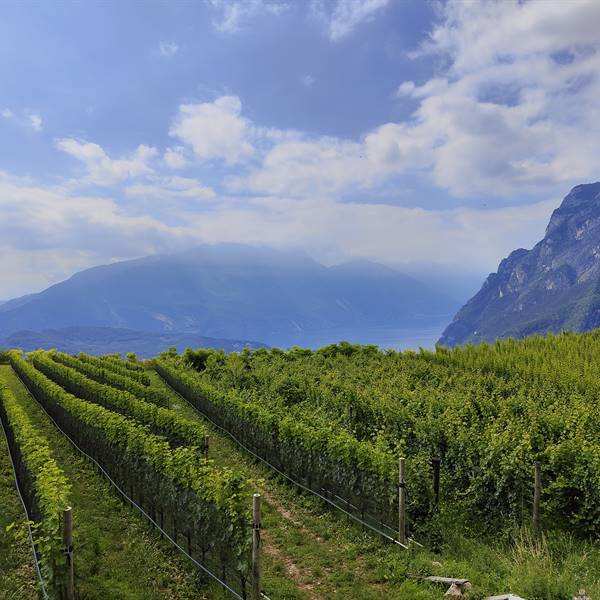 Le vigne