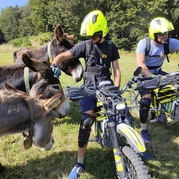 Surround by the donkeys