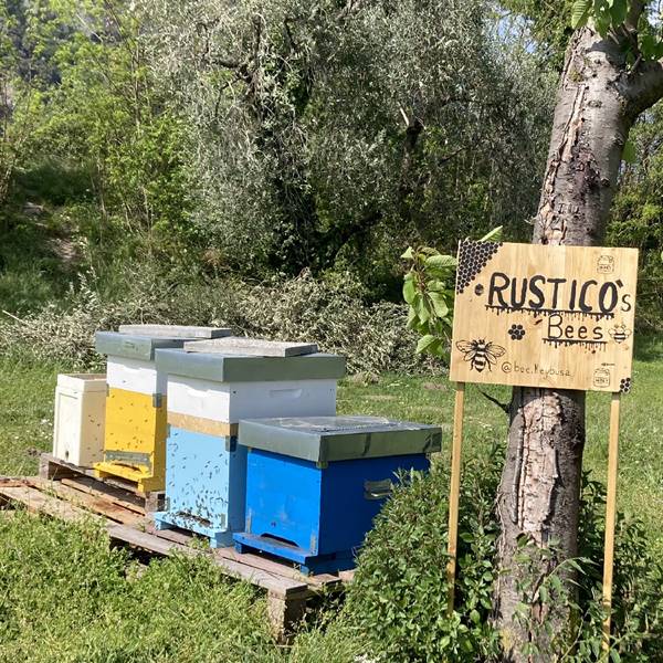 sono arrivate le api!!!🐝