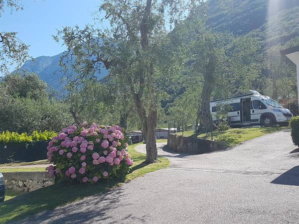 Blumen ,oliven bäumen !! wir warten euch in unsere Campingplatz Campagnola