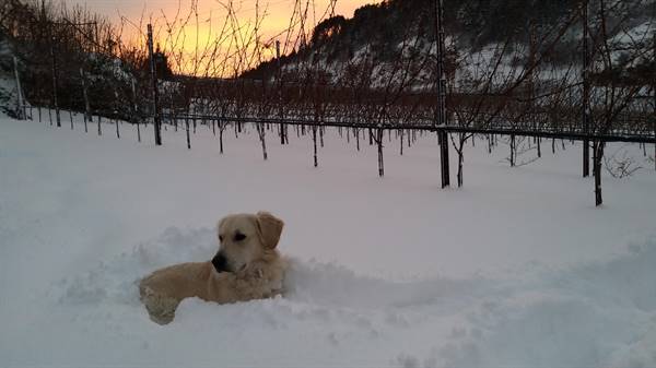 Pinot Nero coperto di neve