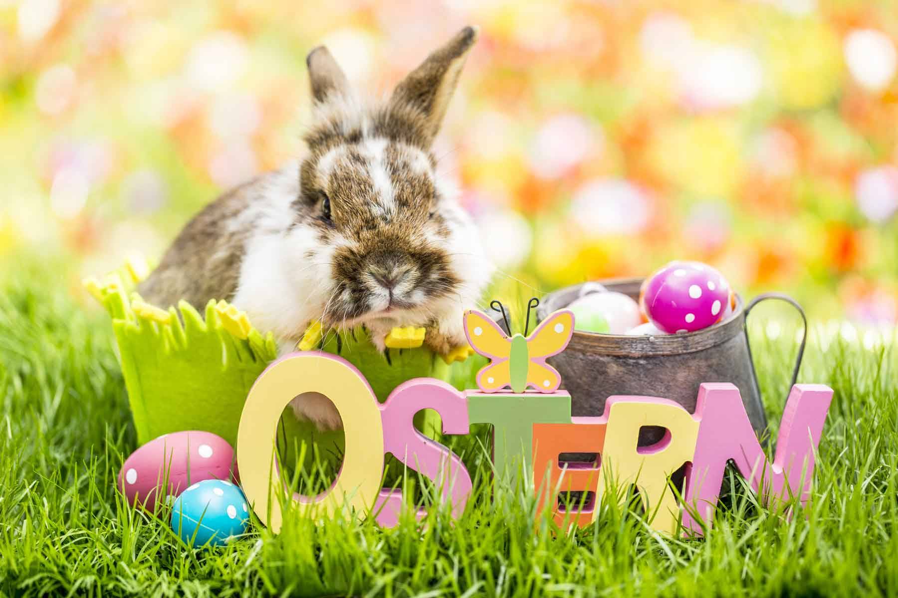 Osterhase: il coniglio di Pasqua della tradizione tedesca