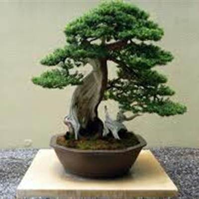 Arcobonsai e Arcofiori 24-26 settembre 2021