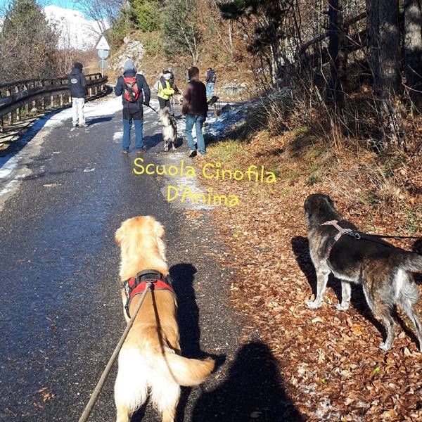 Passeggiata a 6 zampe