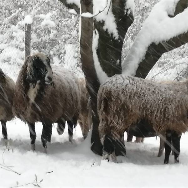 pecore sotto la neve