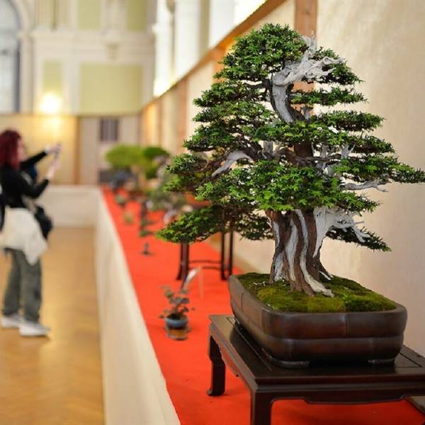 ARCOBONSAI 24-26 Settembre 2021