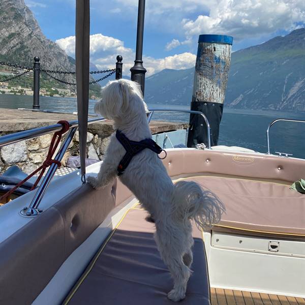 Pet friendly Boat- Yellow Team Rent Boat-Limone sul Garda