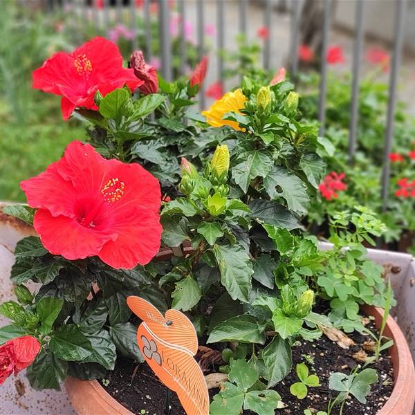 Garden and flowers