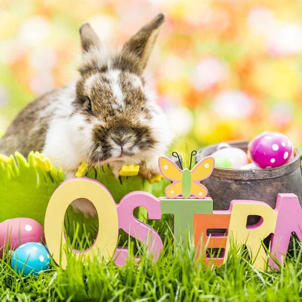 Osterhase: il coniglio di Pasqua della tradizione tedesca