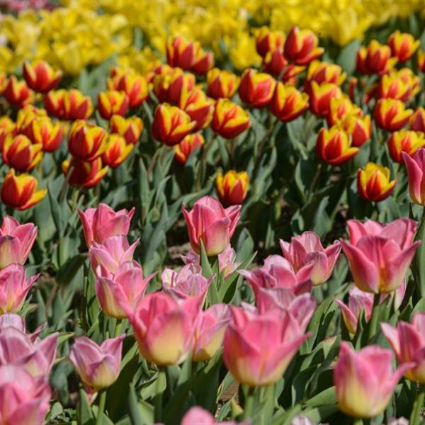 Tulipanomania - Parco Giardino Sigurtà