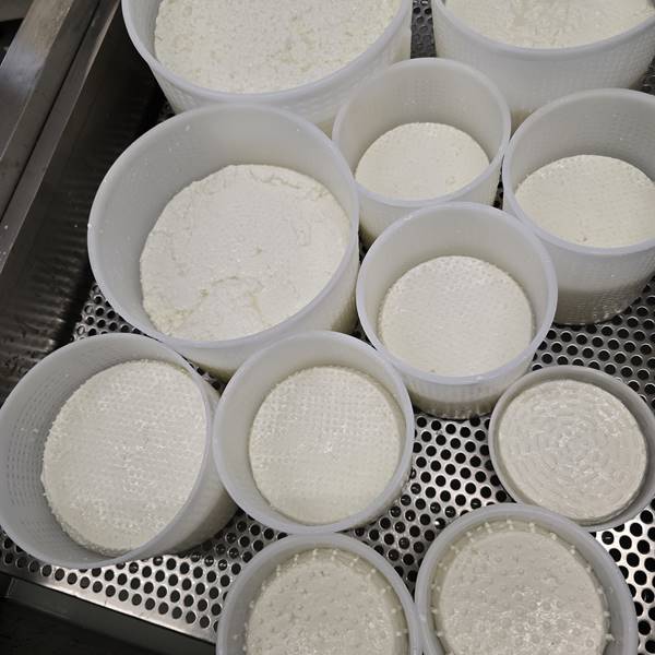 Formaggi di capra  