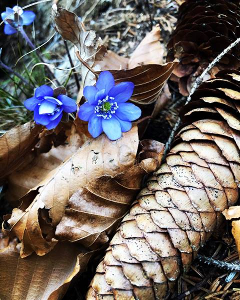 La Primavera  nel cuore ❣️